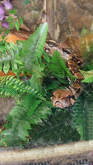 Bild: Eine Python aus dem "Fundus"