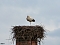 Der erste Storch in Windehausen
