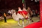 Besuch im Zirkus