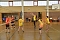 Volleyball in Nordhausen