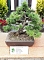 Bonsai in der Brennerei