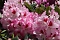 Am letzten Mai-Sonntag: 21. Rhododendronfest