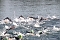 Triathlon in Nordhausen