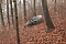 auto im Wald