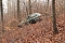 auto im Wald