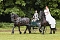 Die traditionelle W&uuml;lfinger&ouml;der Ponyschau kehrt im Juni zur&uuml;ck