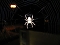 Spinne am Abend