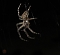 Spinne am Abend
