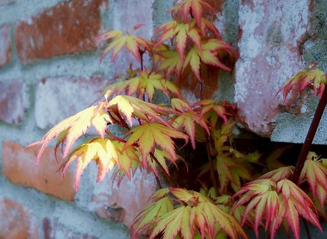 Bild: Acer palmatum ornage drem