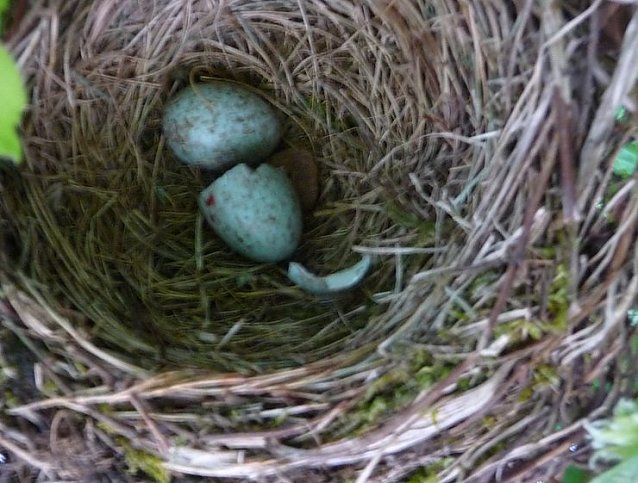 Bild: Neues aus dem Nest