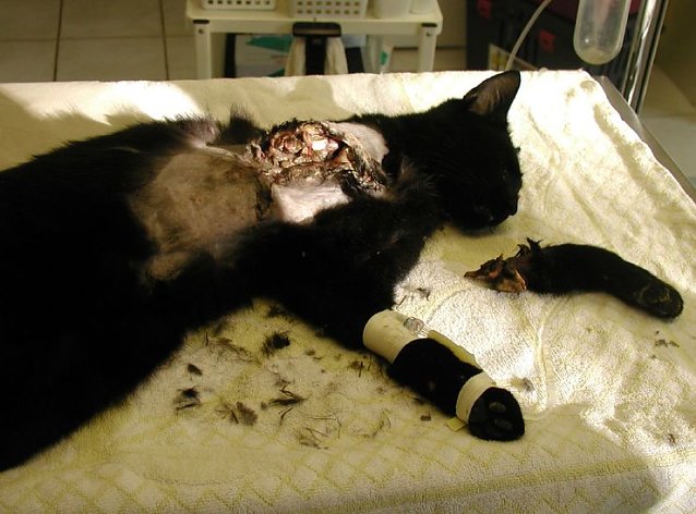 Bild: "Erlegte" Katze