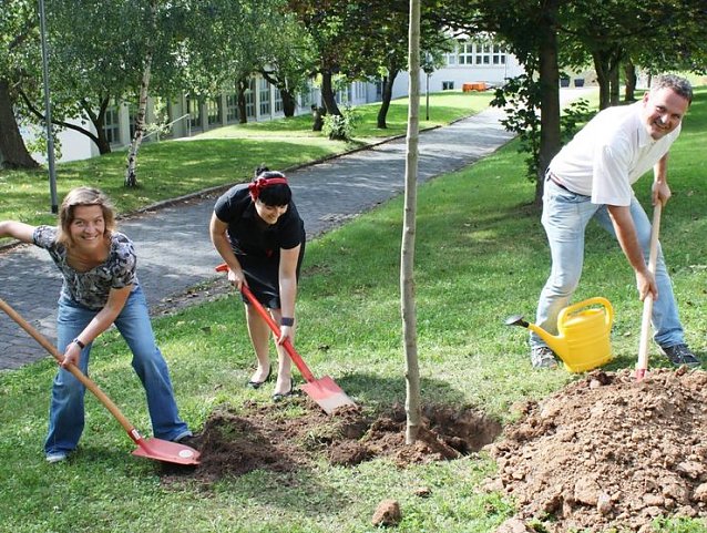 Bild: Baum gepflanzt