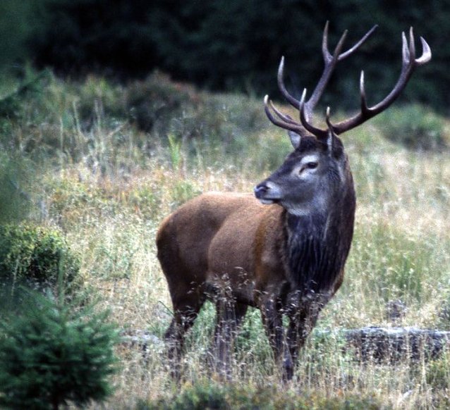 Bild: Hirsch