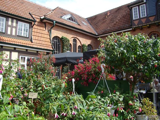 Bild: Fuchsien in der Brennerei