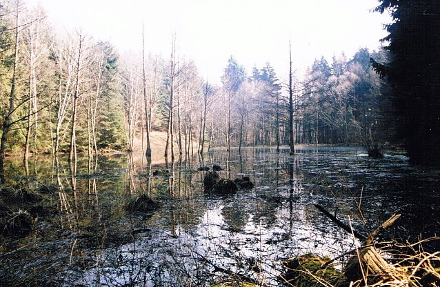 Bild: Wald bei Limlingerode