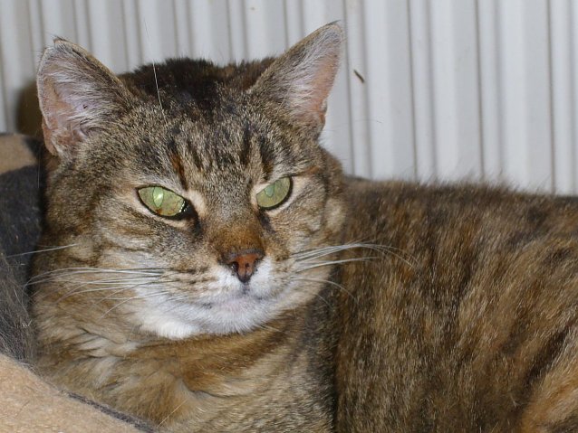 Bild: Prinzessin