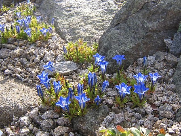 Bild: Der Brockengarten