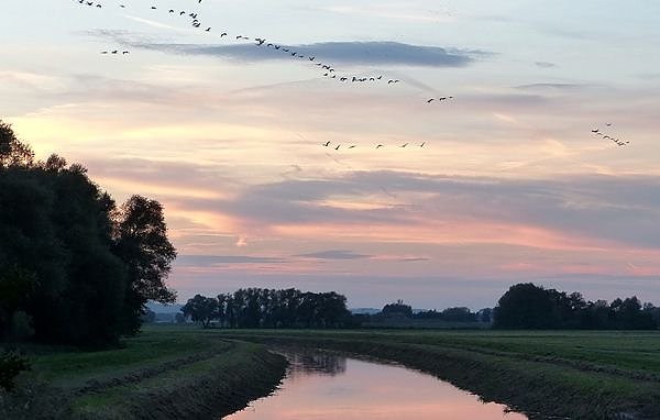 Bild: Kraniche brauchen Ruhe