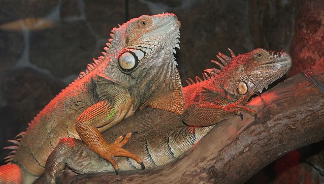 Bild: Nachts im Zoo