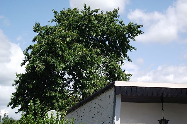Bild: Streitfall Baum