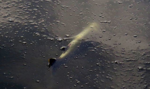 Bild: Erste tote Fische gesichtet