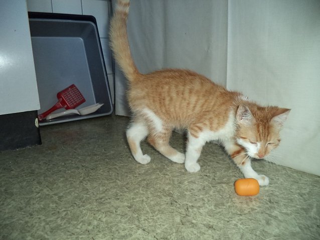 Bild: Entlaufener Kater?