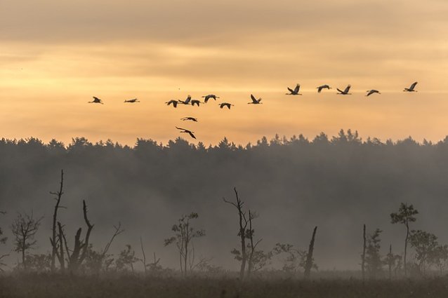 Bild: Kraniche_Rambower_Moor_Damschen