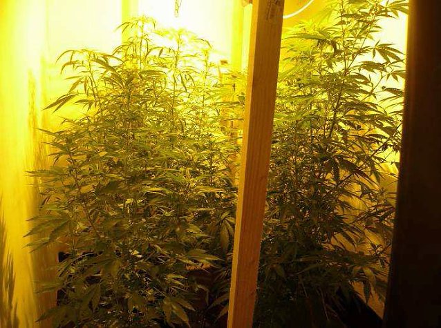 Bild: Cannabisanbau im Kleingarten