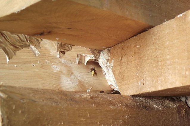 Bild: Verstecktes Nest