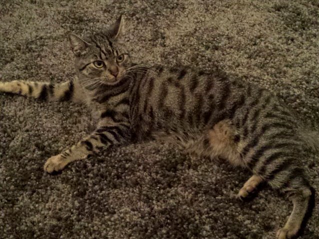Bild: Katze gesucht