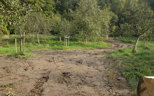 Bild: Spuren im Wald