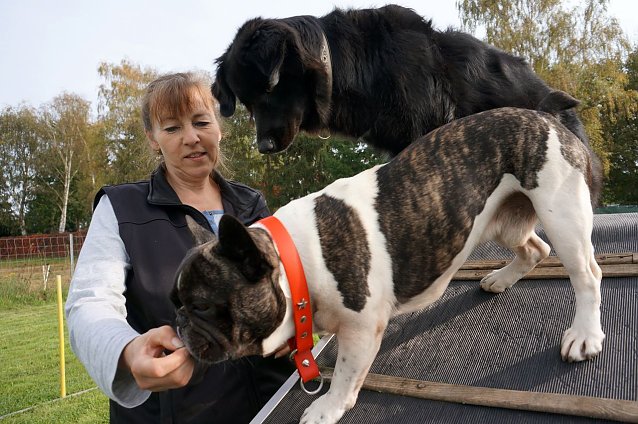 Bild: Hundeschule