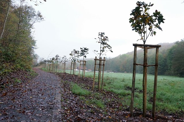Bild: Kastanien in Neustadt