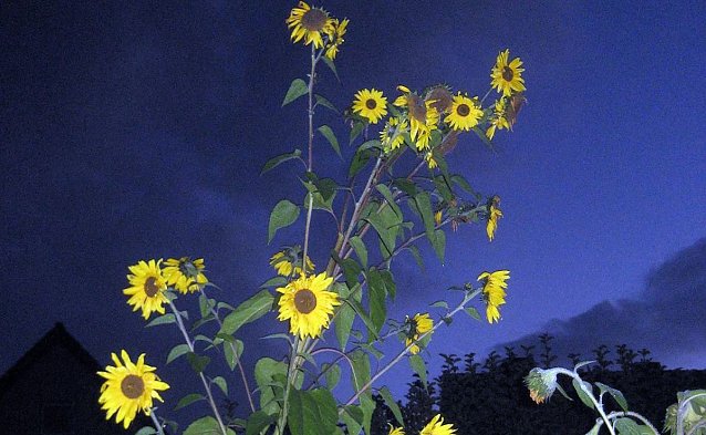 Bild: "Sonne" in der Nacht