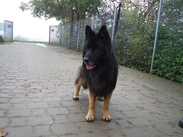Bild: Tier der Woche: Jack