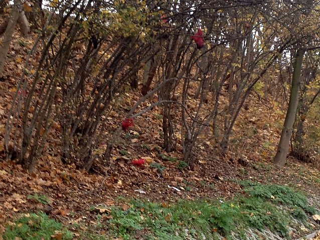 Bild: H&auml;ufchenbaum