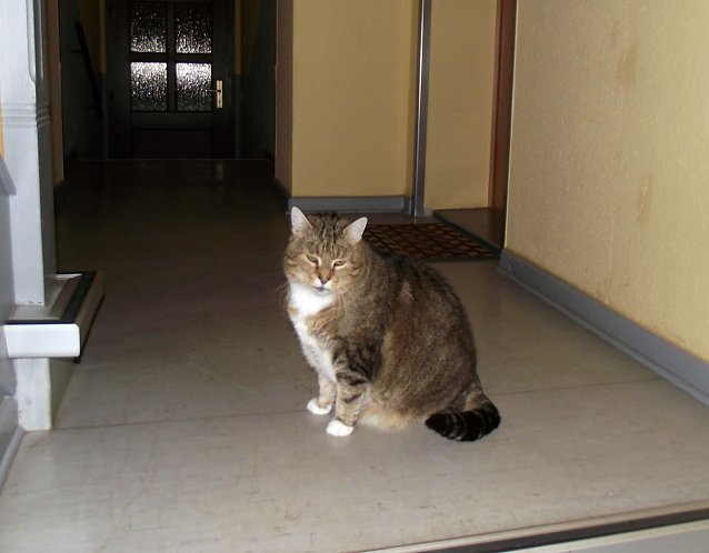 Bild: Kater B&auml;rle ist ein ganz Lieber. Von Herrchen und Frauchen liebevoll betreut, entfernt er sich stets nur wenige Meter vom Haus.