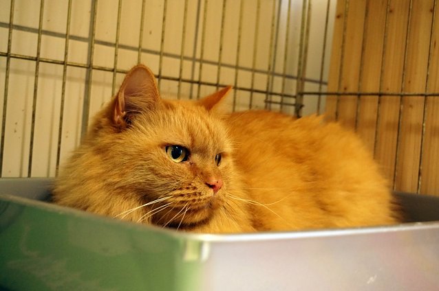 Bild: Kater