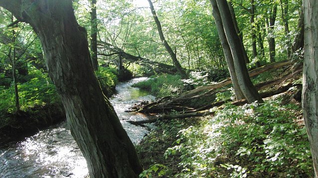 Bild: Der Fuhrbach