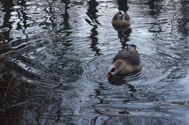 Bild: Mitte Januar waren im Landkreis Nordhausen bei einer verendeten Wildente Erreger der Gefl&uuml;gelpest festgestellt worden   