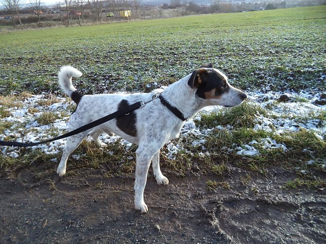 Bild: Tier der Woche: Tyson