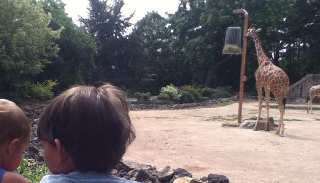 Bild: Viele Zoos und Tierparks suchen vor der Hauptsaison noch Freiwillige Helfer