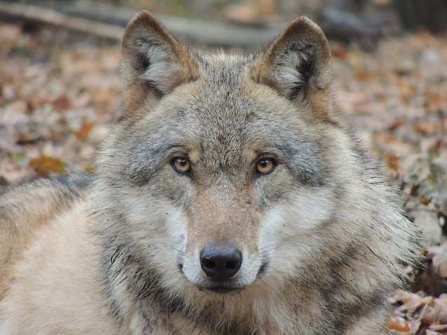 Bild: Zur&uuml;ck im Harz