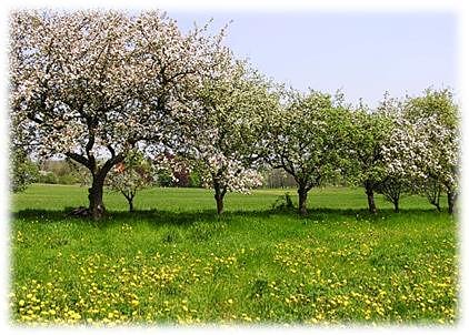 Bild: Wanderung zur Streuobstwiese am kommenden Sonntag