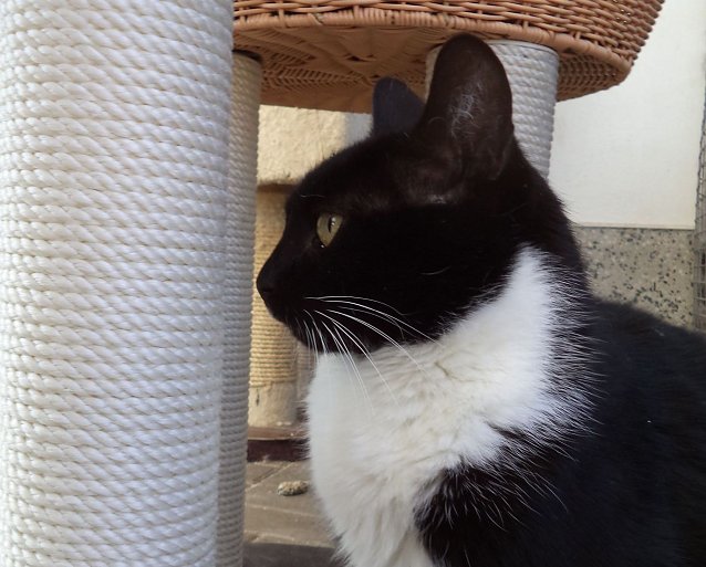 Bild: Tier der Woche: Peterle