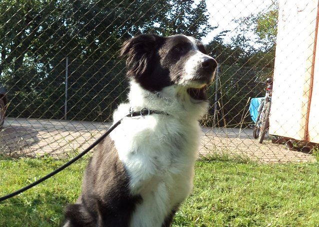 Bild: Tier der Woche: Bella