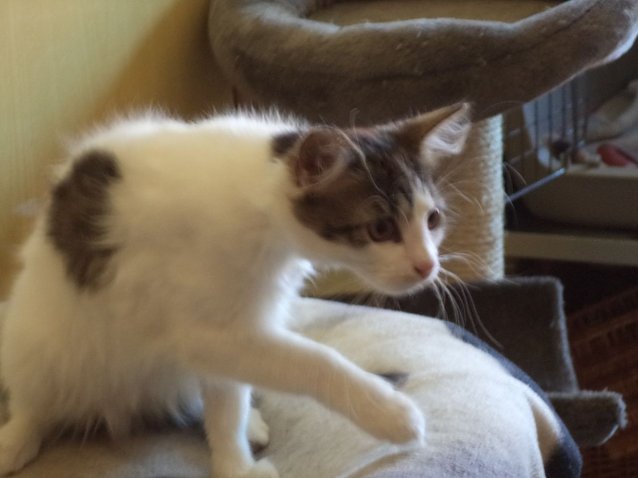 Bild: Tier der Woche: Moritz