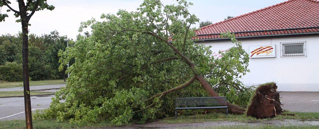 Bild: Im Landkreis Nordhausen riss der kurze aber heftige Sturm am Abend mehrere B&auml;ume um