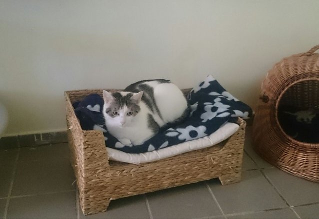 Bild: Tier der Woche: Oluva