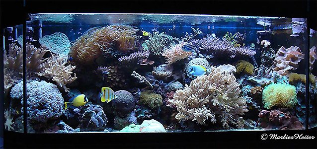 Bild: Das imposante Meerwasser-Aquarium von Marlies Heiter